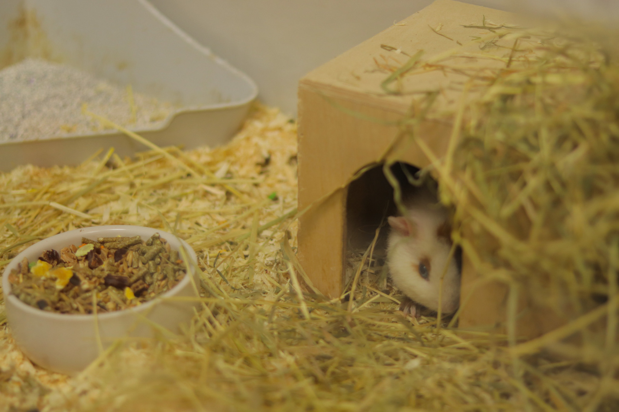 En mus i litet hus